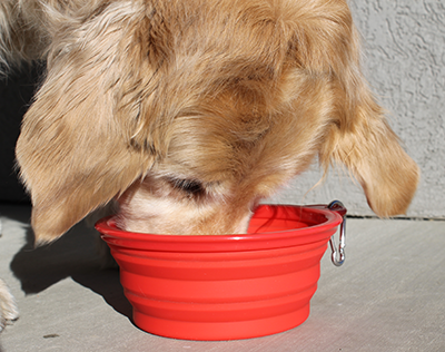 smokeys portable pet bowl